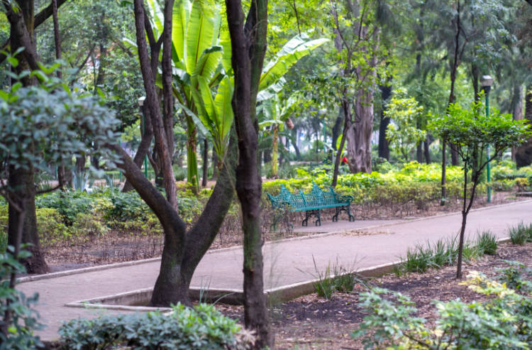 View of bench and trees at Parque Mexico in Condesa neighborhood of Mexico City