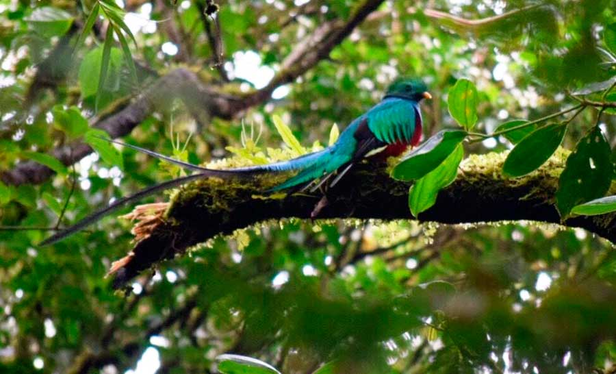 A colorful bird on a tree branch in Parque Nacional Los Quetzales