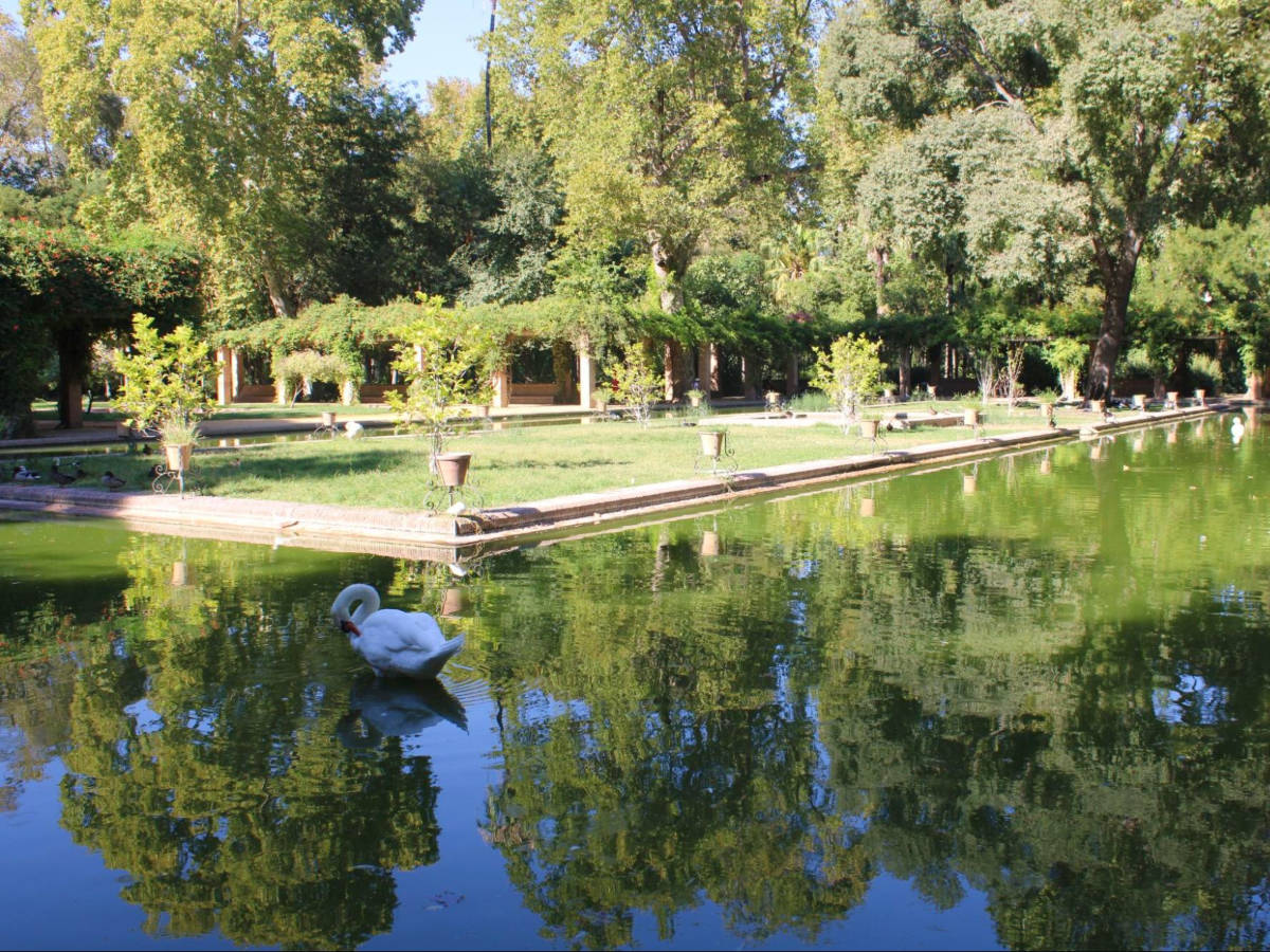 View of a swan at Parque de Maria Luisa