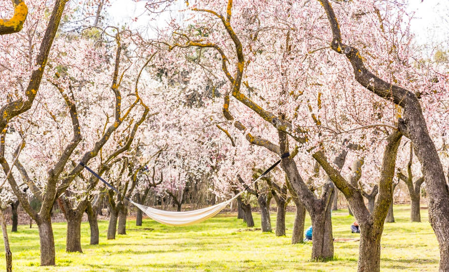 A white swing in between the pink trees in Parque de la Quinta de los Molinos
