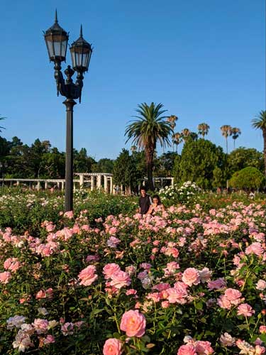 View of colorful flowers under the clear blue sky in Paseo El Rosedal Garden