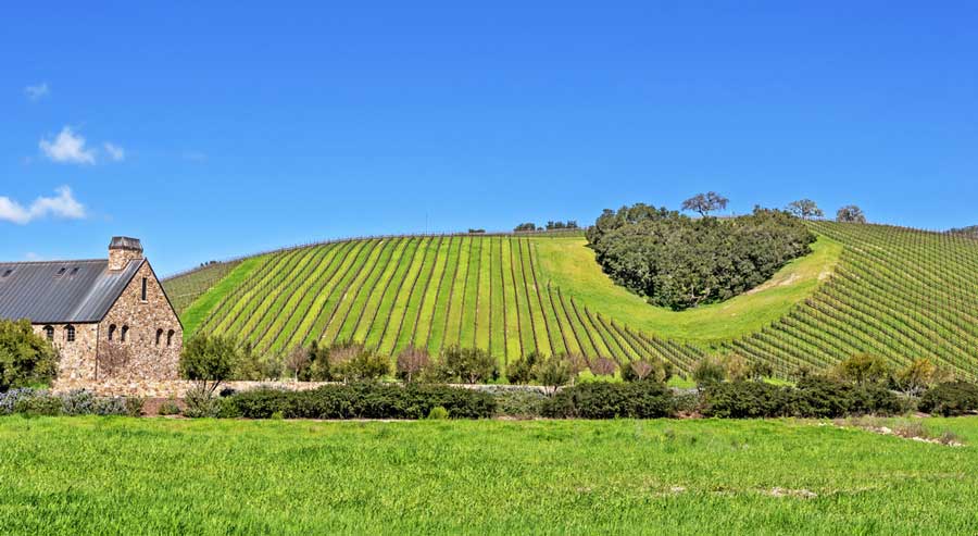 Clear blue sky over a vineyard in Paso Robles