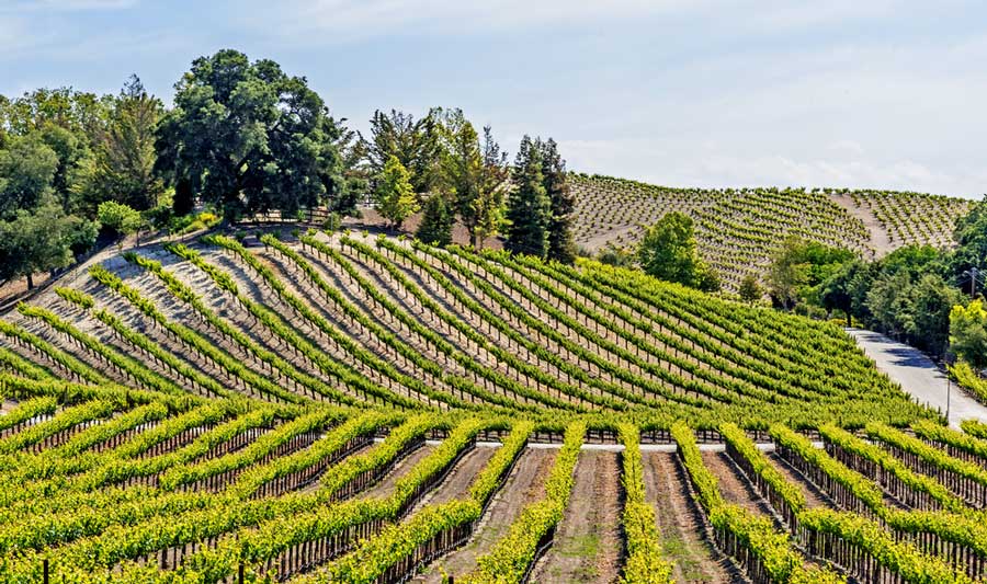 View of a vineyards in Paso Robles during a sunny day