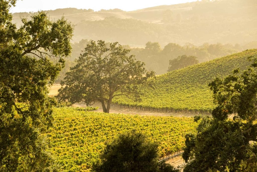 Aerial view of the vineyard