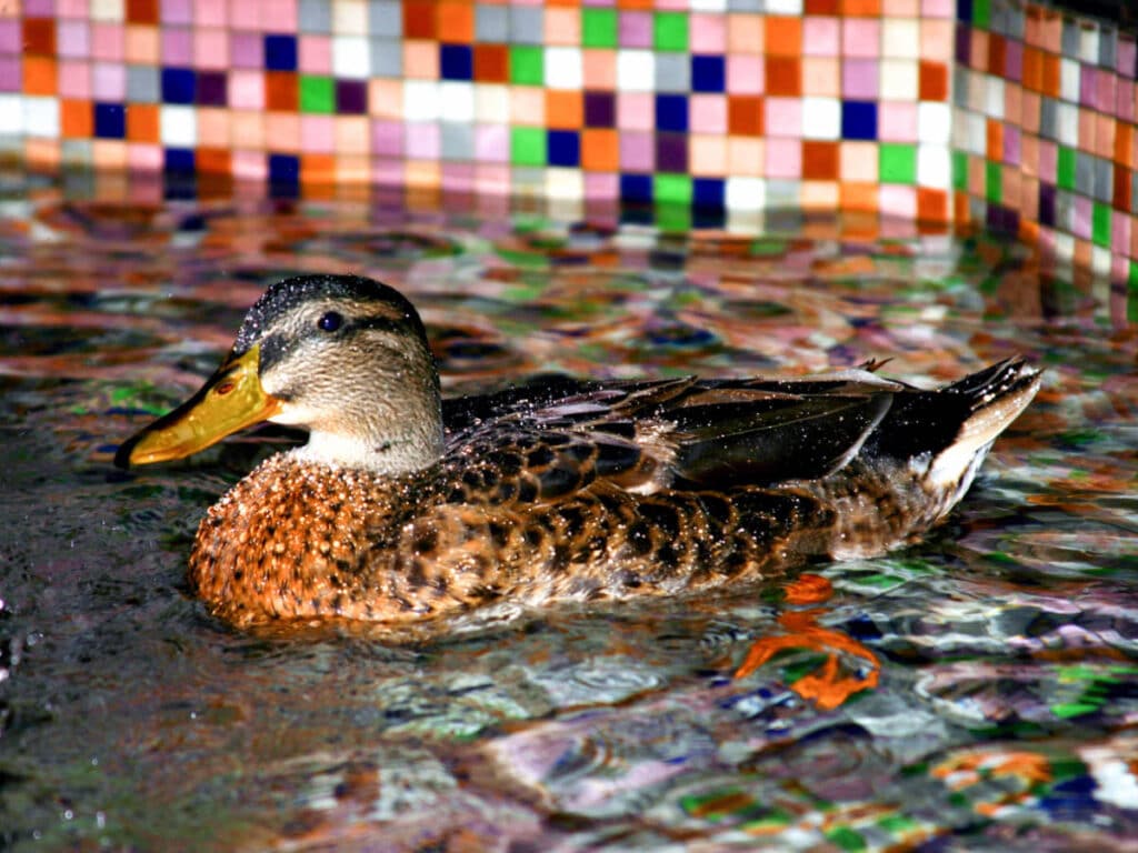 View of a duck at the Peabody Hotel
