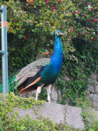 A Peacock standing at Jardins do Palácio de Cristal