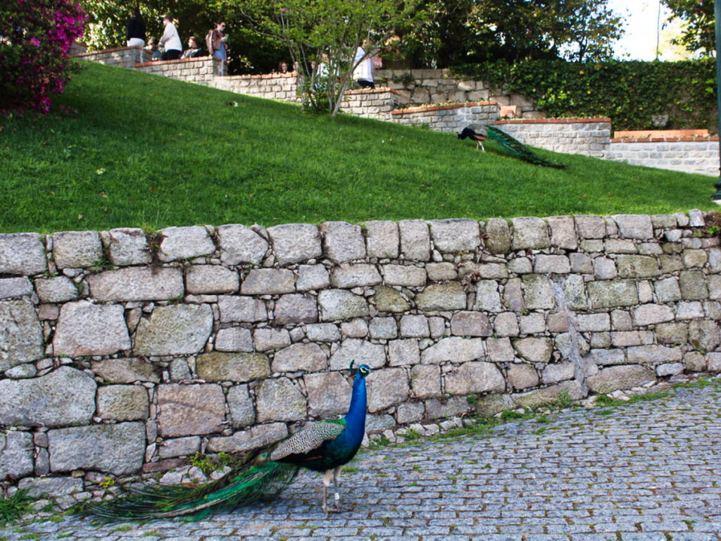 View of the peacocks at Jardins do Palácio de Cristal