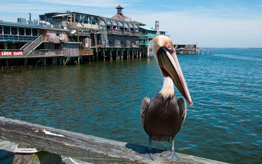 A pelican in Cedar Key, Florida