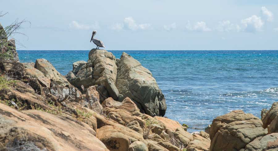 A pelican on top of a rock in St. Croix