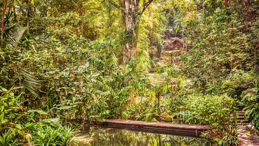 View of the footbridge in the middle of the forest inside Penang’s Tropical Spice Garden