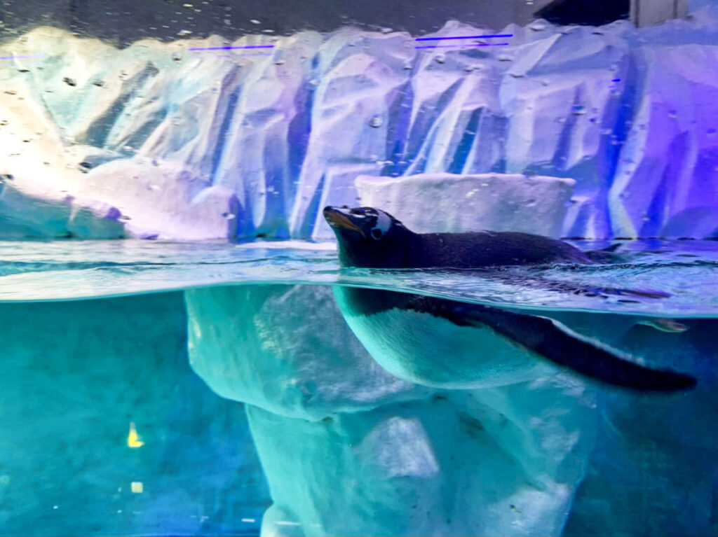A penguin swimming inside the OdySea Aquarium