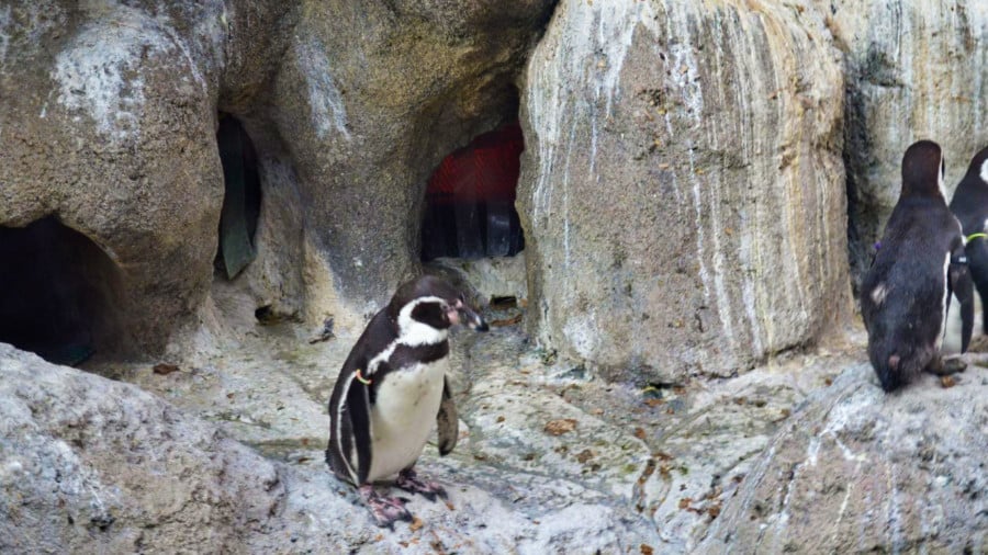 View of the penguins at Denver Zoo