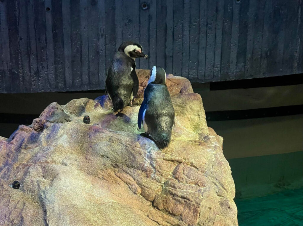 Two penguins standing on rock in aquarium at The New England Aquarium