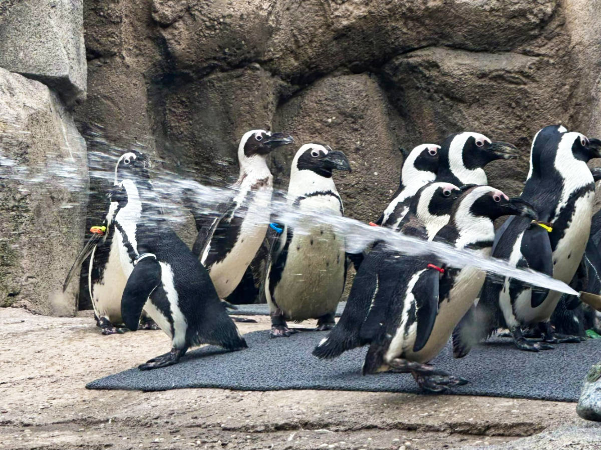 A water spray at the colony of penguins