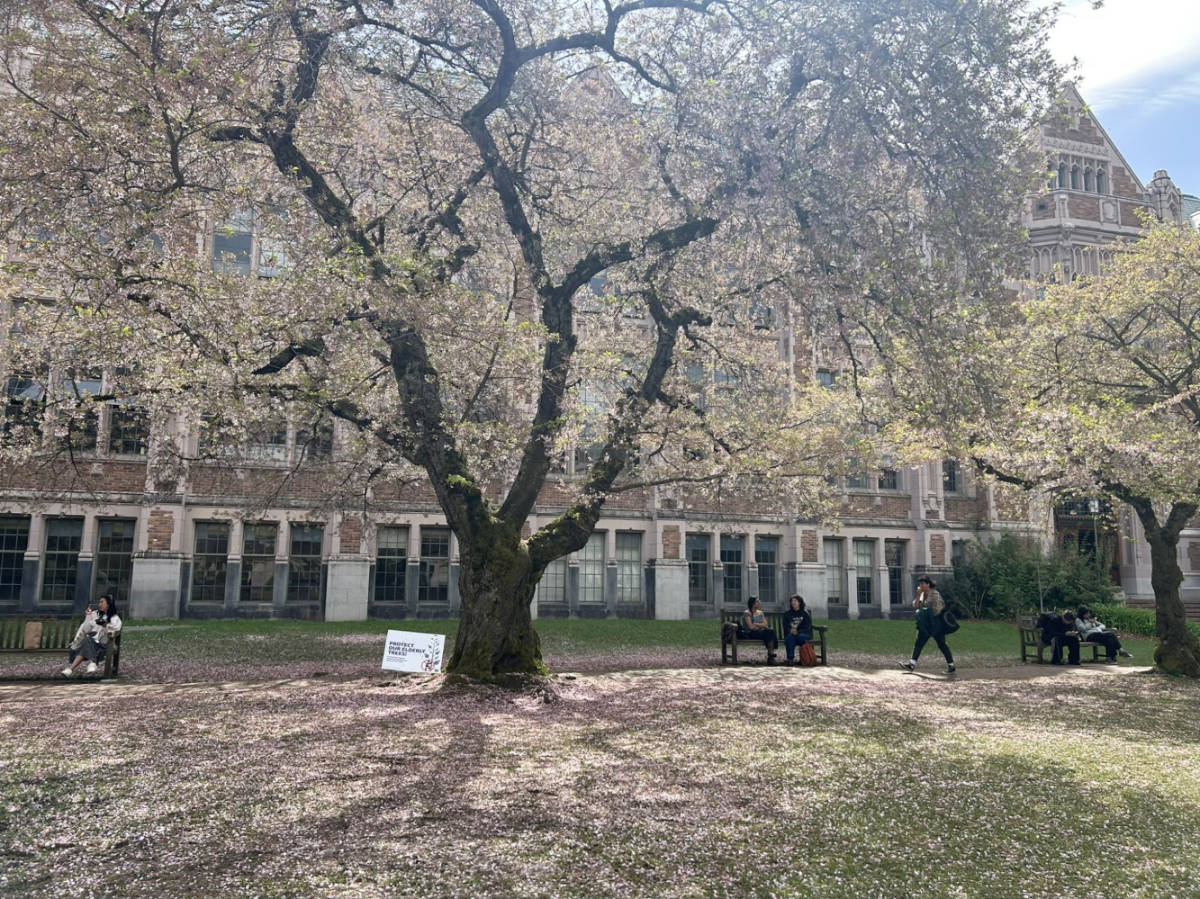 people relaxing on the benches under the blossoms at the University of Washington