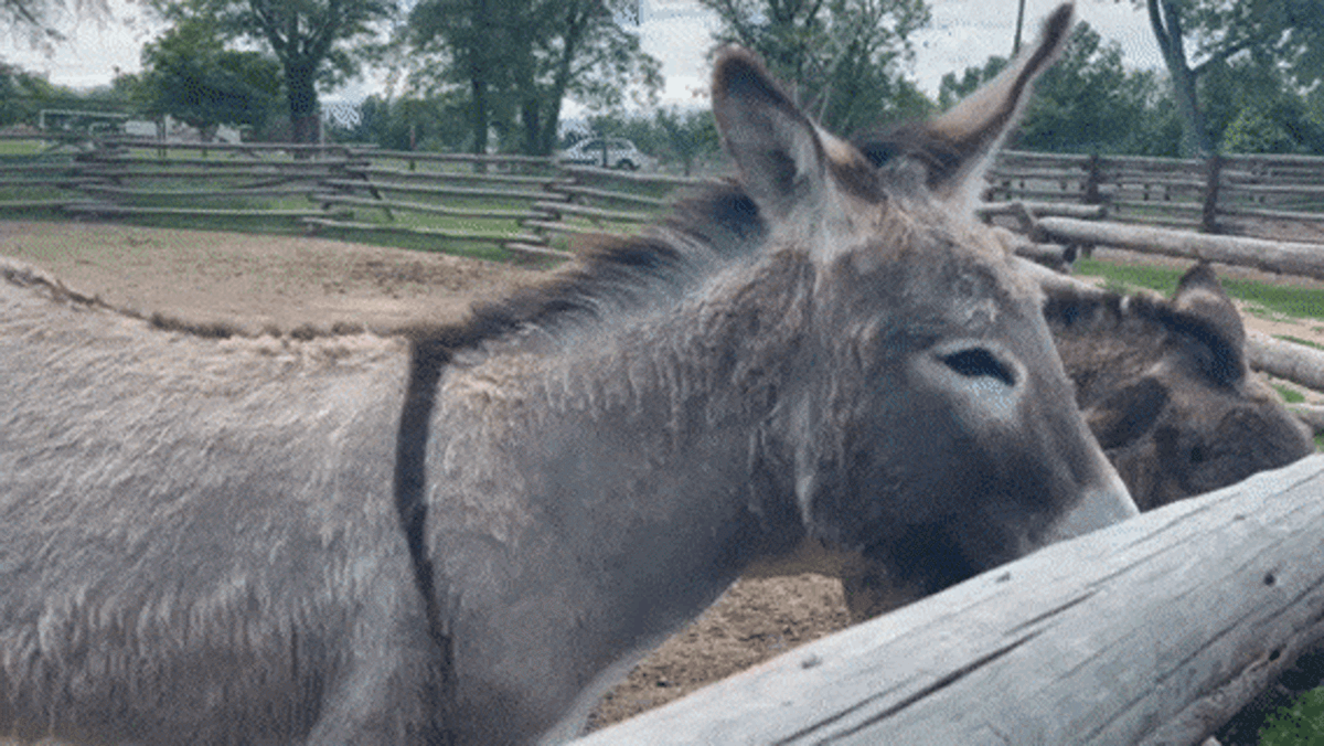 View of the people petting the donkeys inside the fence at Littleton Museum