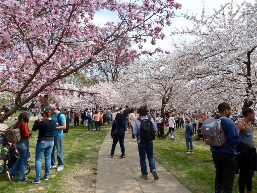 View of people admiring the cherry blossoms