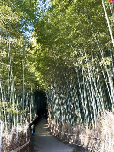 A person walking on the pathway at Arashiyama Bamboo Forest