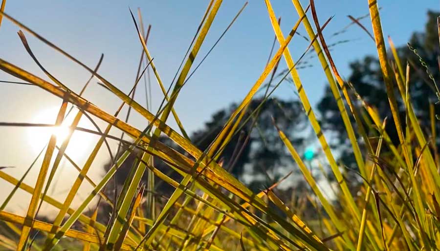 Close up view of grass at the Peter & Mary Muth Interpretive Center