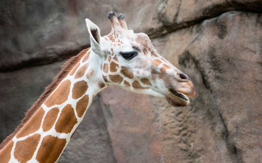 Close up view of a giraffe at the Philadelphia Zoo