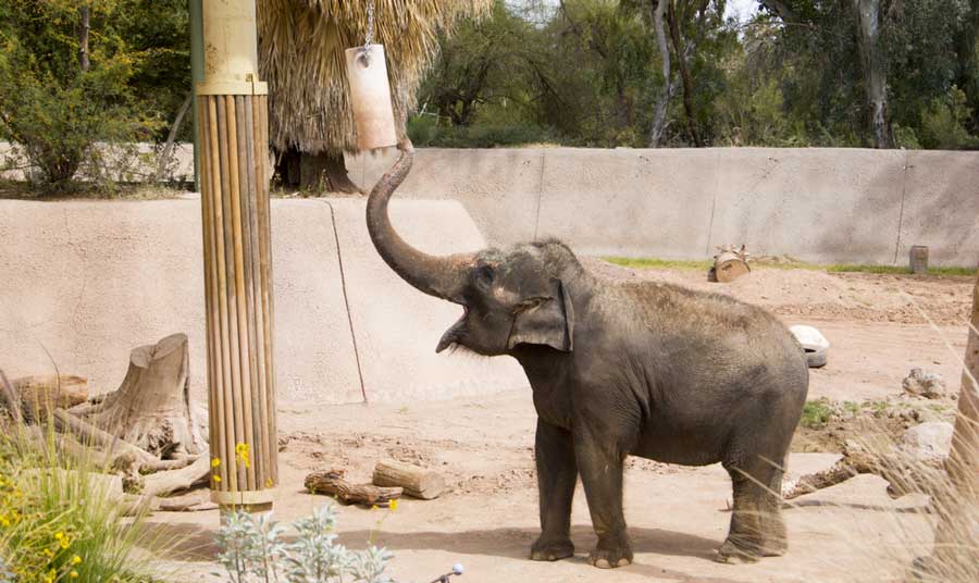 View of an elephant inside the Phoenix Zoo