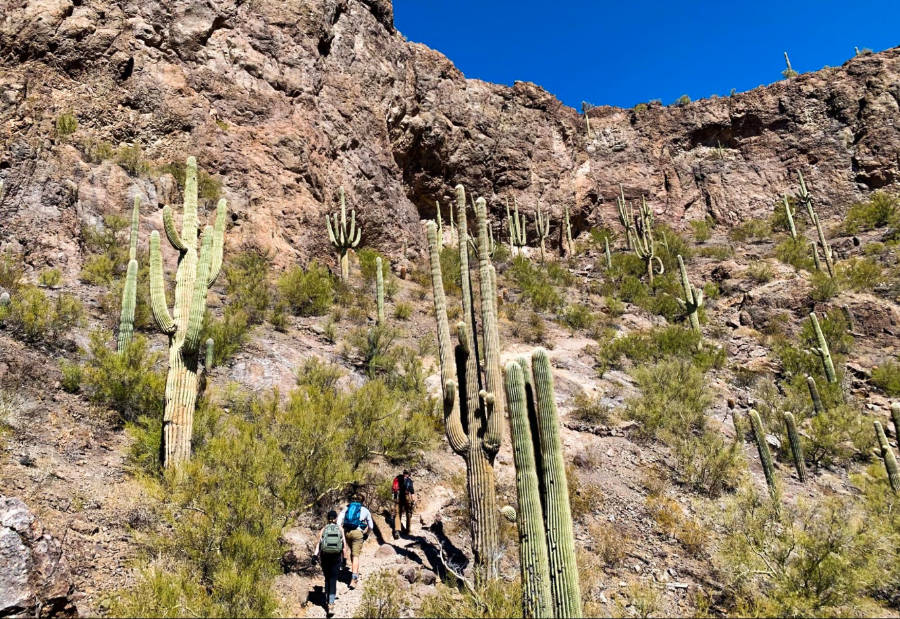 A group of people climbing a mountain full of cacti in Picacho Peak State Park.