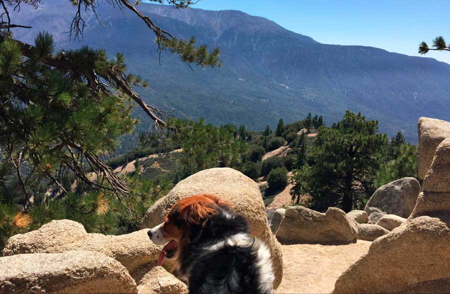 The author's dog during their hike in Pine Knot Trail in Big Bear