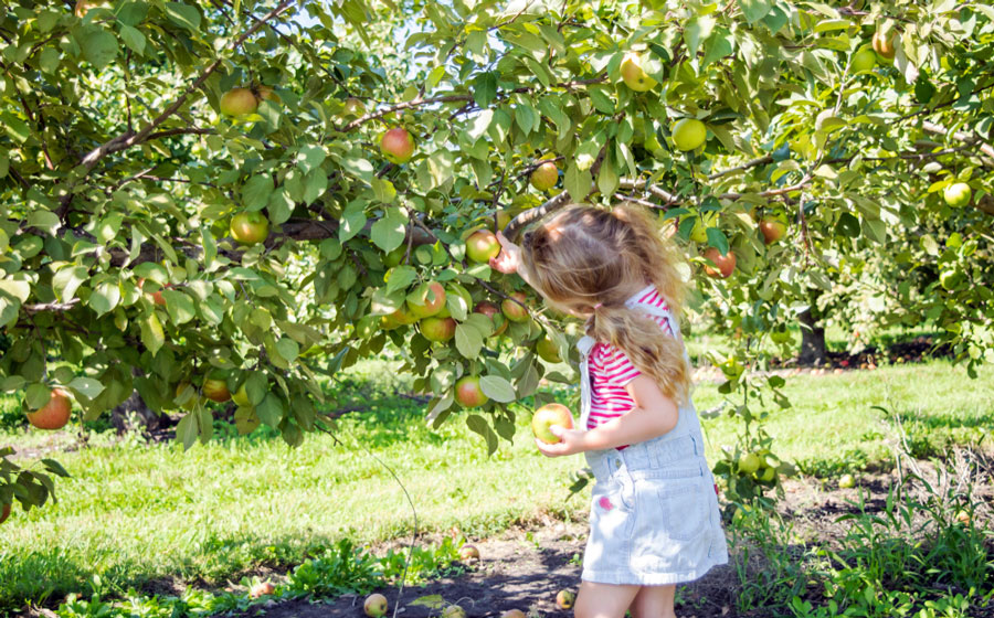 A little girl picking an apple in a apple farm