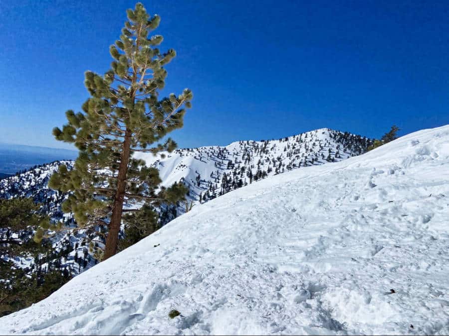 View of a tall pine tree and snowy mountains with a clear blue sky in the background