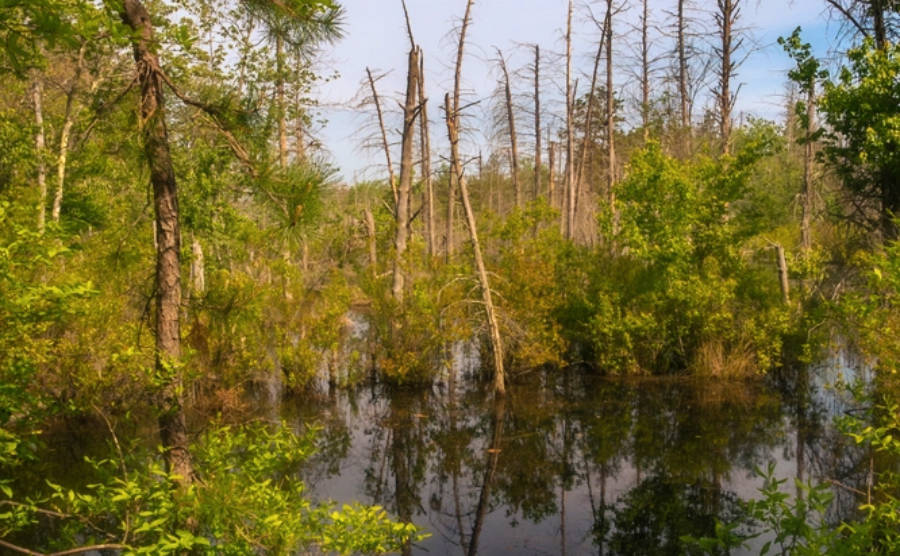 View of the greenery around a river at the Pinelands National Reserve