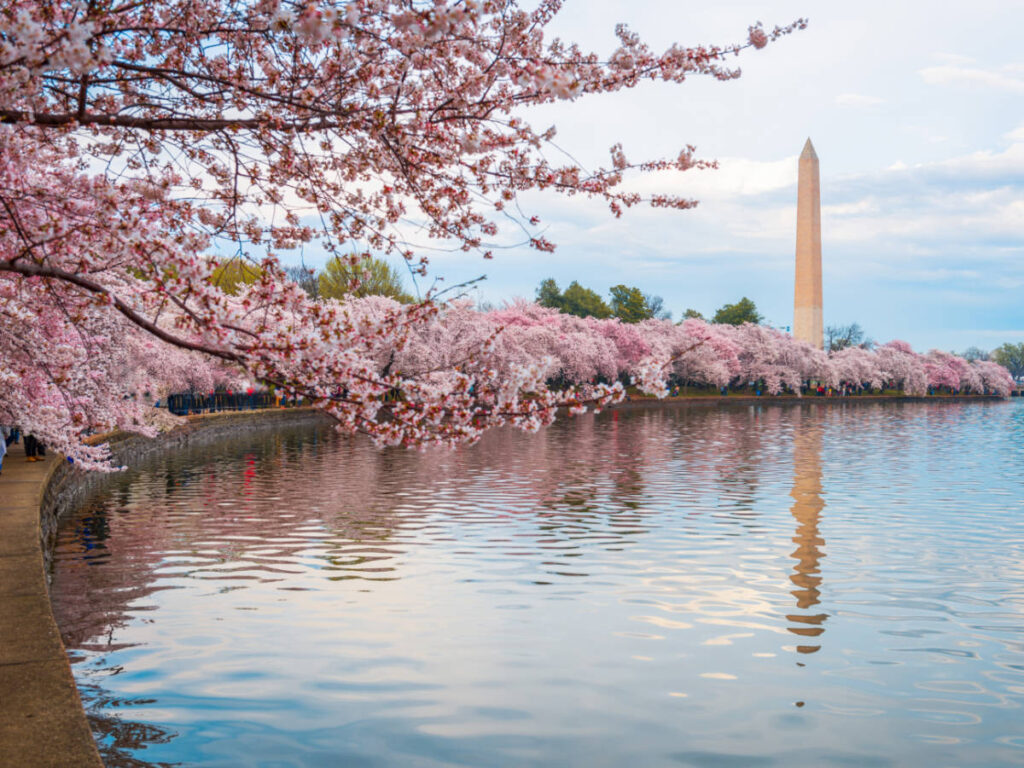 View of Pink cherry blossoms and the reflection of it on the water