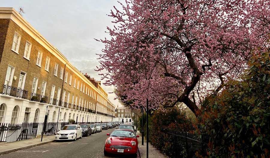 Cars parked alongside the street with pink trees in Kensington