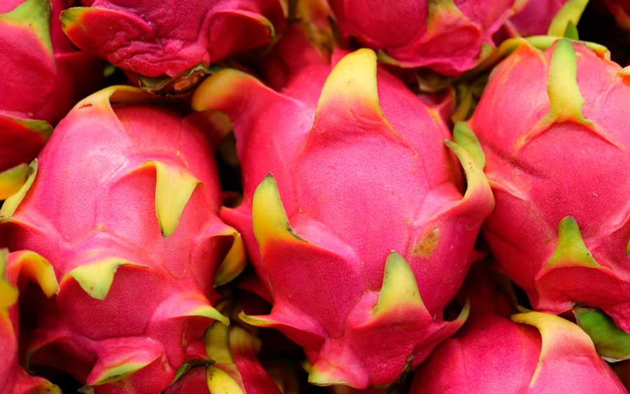 Close up view of dragon fruits
