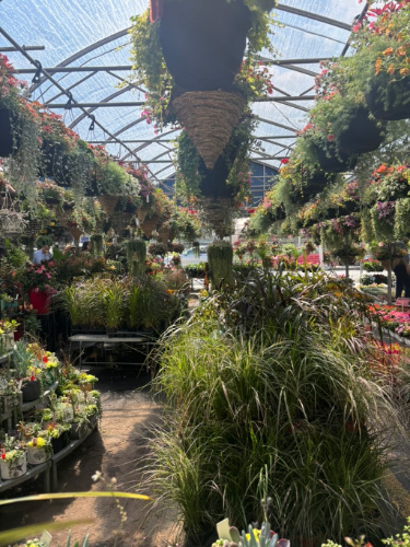 Different kinds of plants displayed on shops