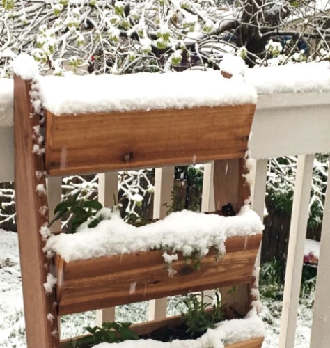 A plant stand covered with snow outside