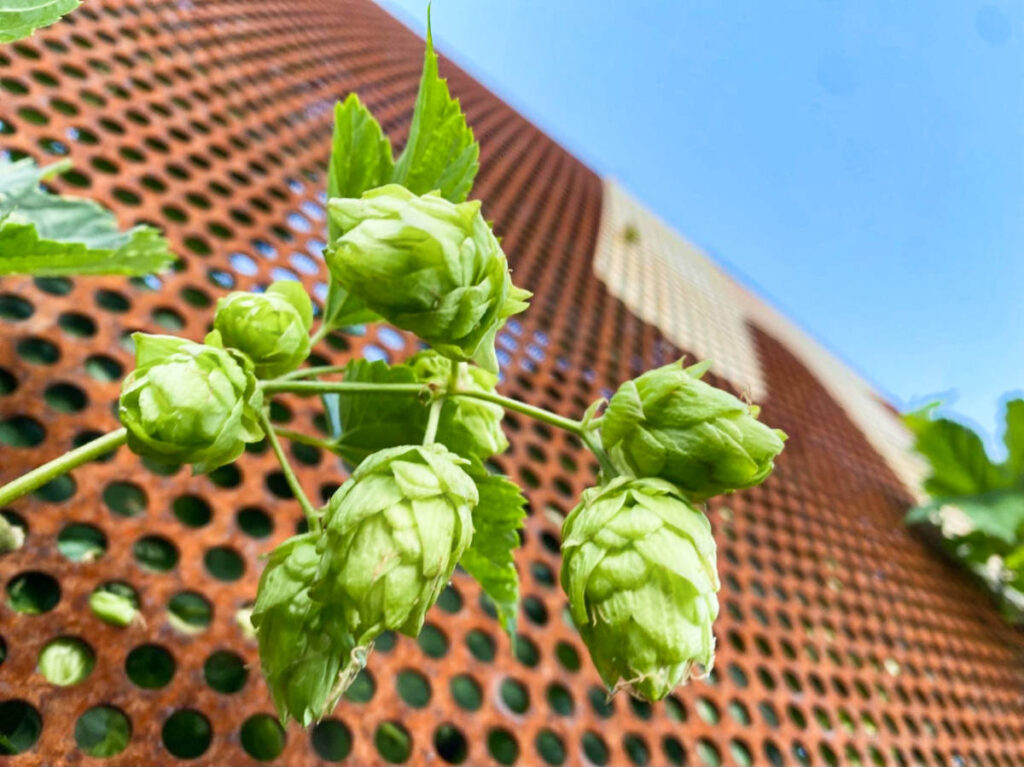 Closeup view of the hop vine in Sebastopol