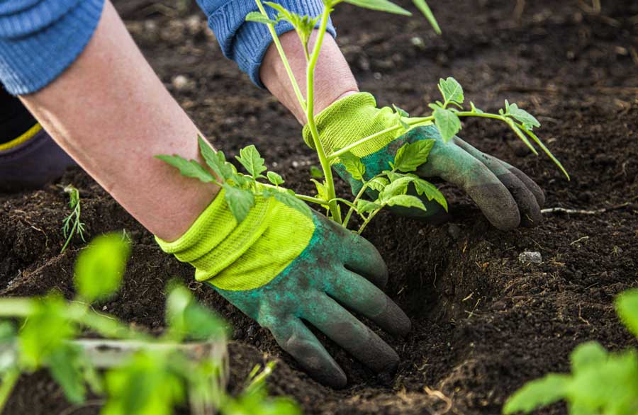 A woman with gloves planting a tomato