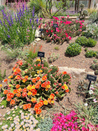 Variety of plants at Denver Botanic Gardens