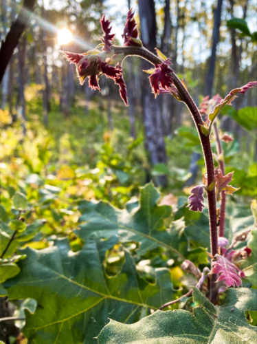 Closeup view of the plant and the sunlight in the background in Jack London State Historic Park