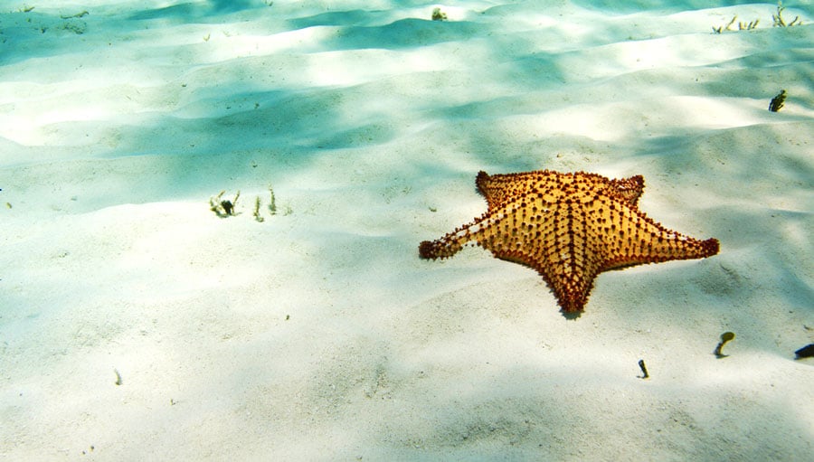 View of a starfish in Playa El Cielo