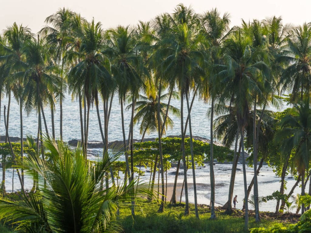 View of trees at the Playa Hermosa