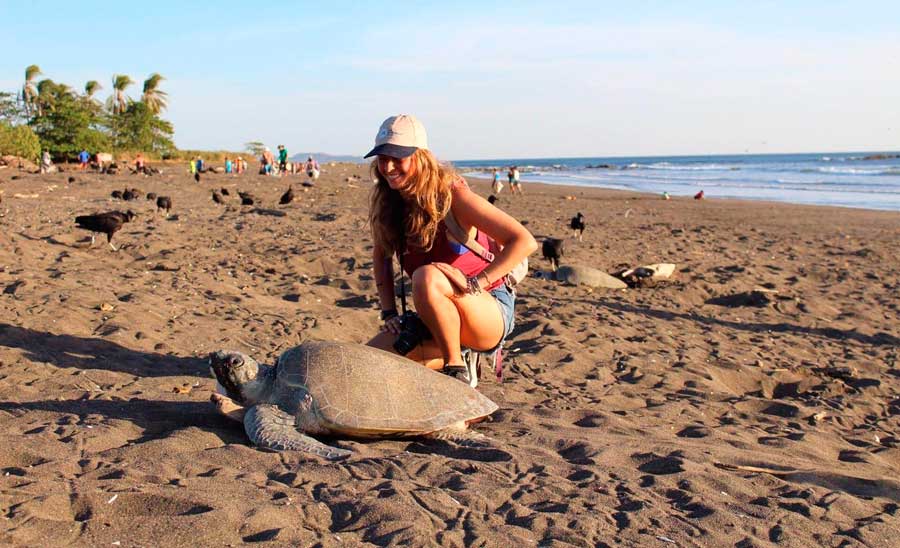 The author admiring a sea turtle in Playa Ostional