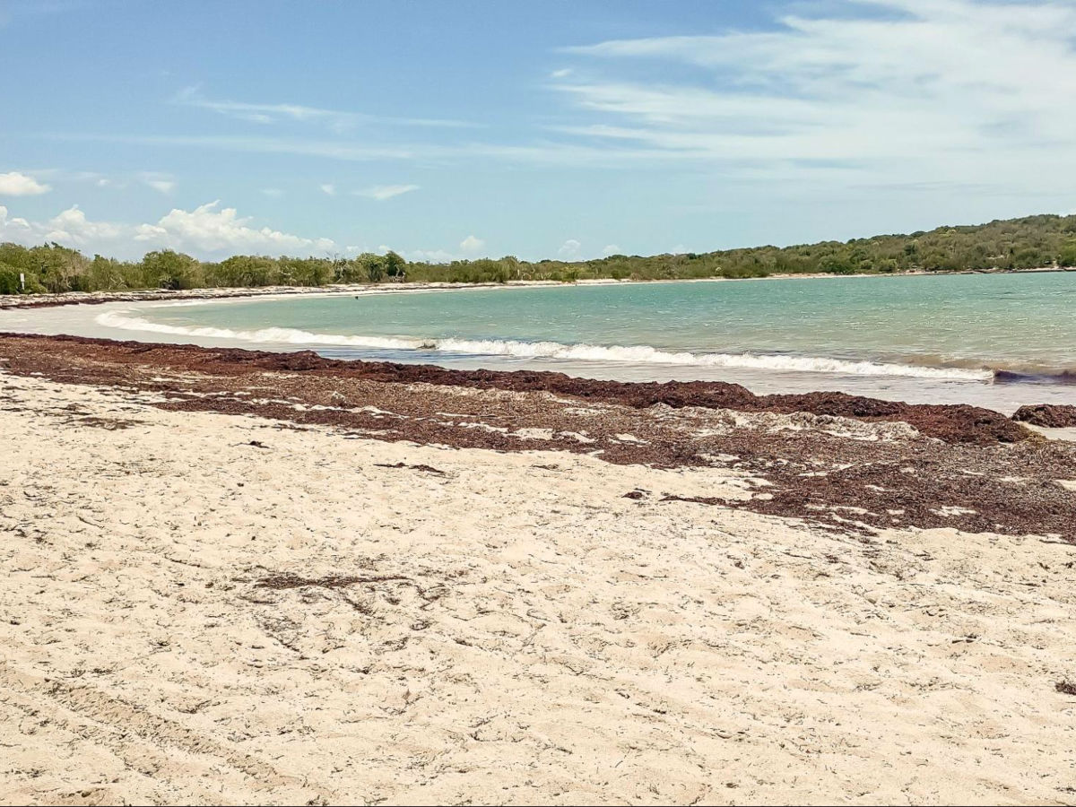View of Playa Sucia during the sargassum season
