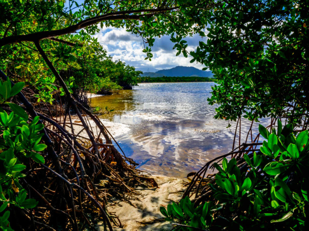 View of the beach and mountain ranges behind the mangroves in Playa de Ceiba