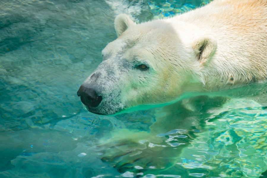 View of a polar bear swimming at North Carolina Zoo
