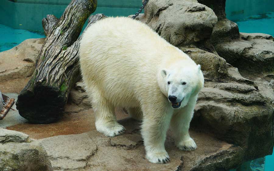 View of a polar bear at the Lincoln Park Zoo