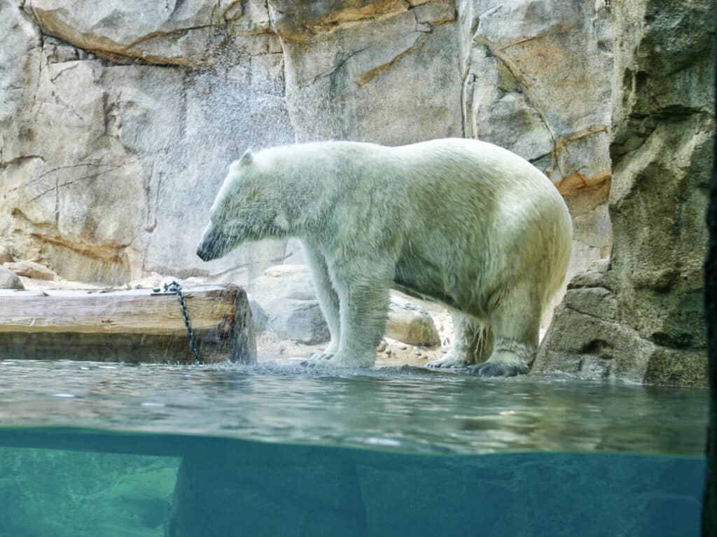 View of a polar bear at the Memphis Zoo