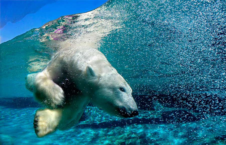 A polar bear diving on the water in San Diego Zoo