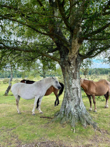 Ponies near a tree at New Forest National Park