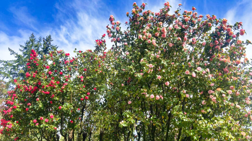 Closeup look at the Portland roses